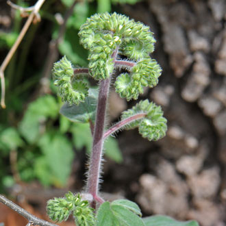 Kaweah River Scorpion-weed is also called Kaweah River Phacelia. It grows in elevations from 3,000 to 5,000 feet. Phacelia magellanica